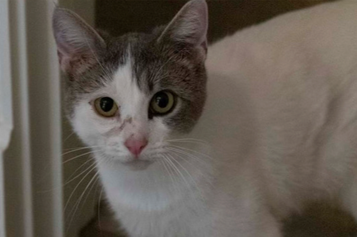 Elora is up for adoption 8 month old female.  spayed, felv tested, rabies microchipped.  Elora rescued from high kill animal shelter.