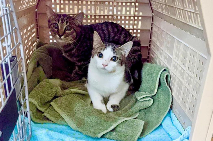 We have a big need for volunteers right now to help us attend to feeding stations. Food is provided by CTFR! All we need is for you to show up and help us feed hungry kitties! ♥️□